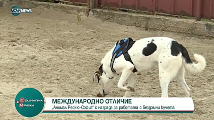 "Анимал Рескю- София" с награда за работата с бездомни кучета