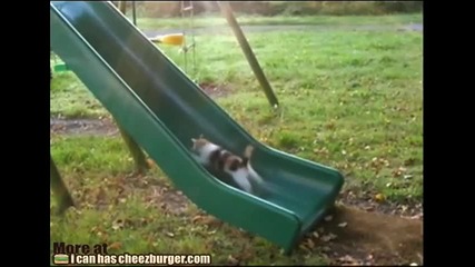 Котенца на пързалката 