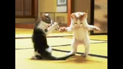Две Котки