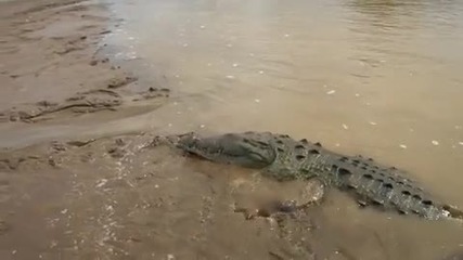 Човек храни голям крокодил