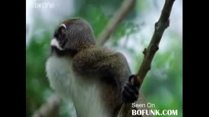 Ever Polite British Wildlife - Bbc 
