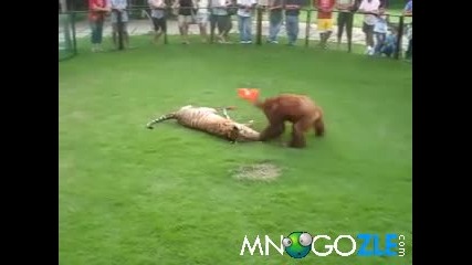 Тигър и орангутан си играят