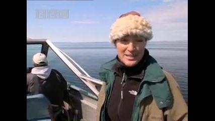 Mother Bear and Cubs - Big Bear Diary - Bbc Earth 