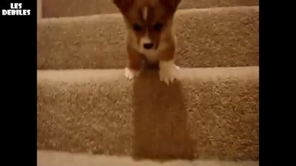 Бебе куче, което има проблеми по стълбите 