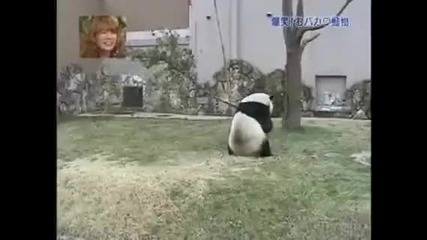 Ядосана панда смях
