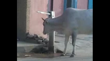 Umna krava 