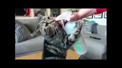 Котка обожава да пие вода от пулверизатор