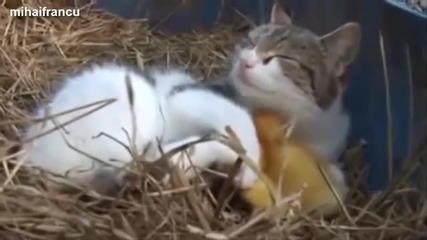 Котка се грижи за малки пиленца