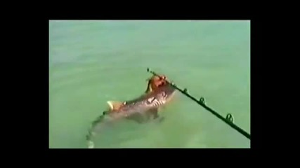 Куче Атакува Акула