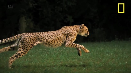 Бягащ Гепард (1200 кад/сек с камера Phantom) / National Geographic /