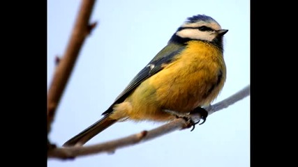 Relaxing sounds [birds]