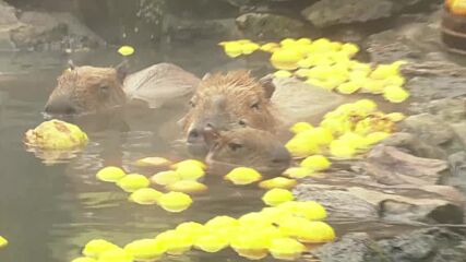 Капибарите в японски зоопарк се борят със студа с горещи бани (ВИДЕО)