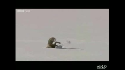 лисица 