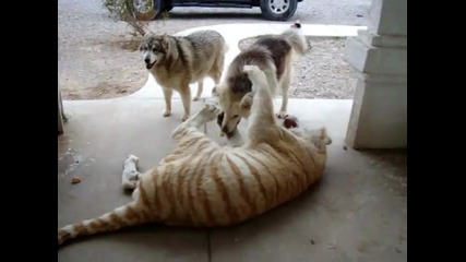 Тигър срещу кучета