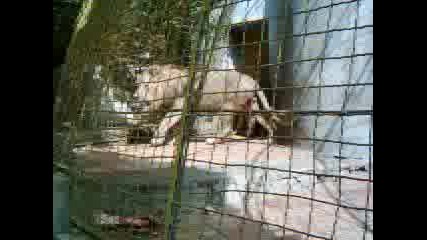 Лъвове В Зоопарк