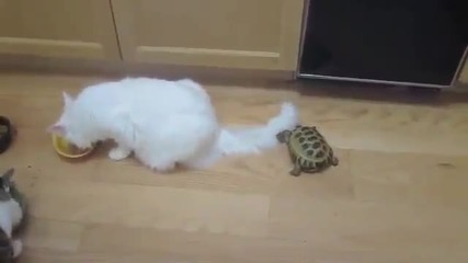 Костенурка тормози котка