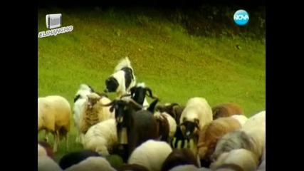 Каракачанка - Пазителят на Стадото овце - Темата на нова 14.10.12