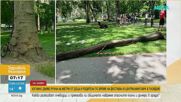 Изгнило дърво рухна на метри от деца и родители по време на фестивал в централния парк в Пловдив