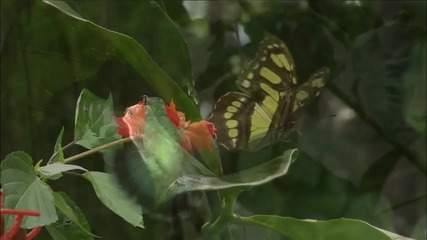 Living Landscapes Hd Costa Rica 