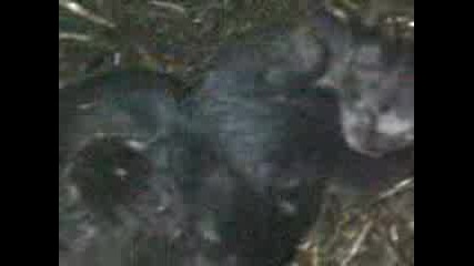 Новородени котенца 