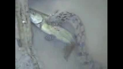 Змия Яде Риба