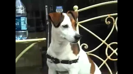 The Rapping Dog - Funniest Dog Ever 