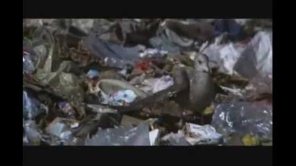 Jonathan Livingston Seagull - Dear Father 