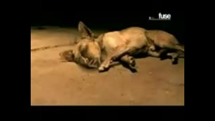 Korn - Word Up