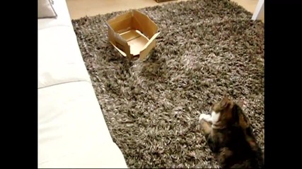 Maru - Slow frame.