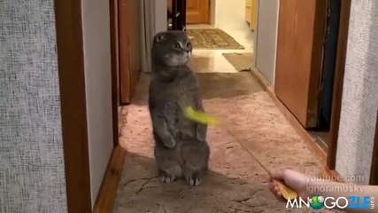 Коте сладур чака гости