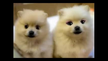 Due graziosi cuccioli di Pomerania cantano ~ vivo per lei