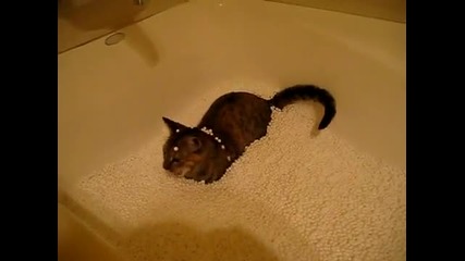 Котка си играе във вана пълна със странни топченца 