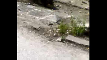 Котки Се Бандурят