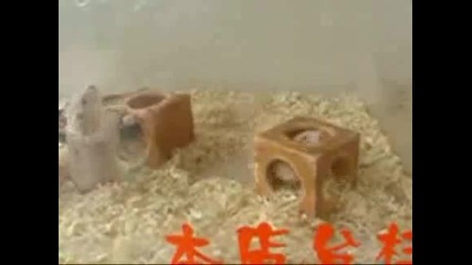 Хамстер Акробат