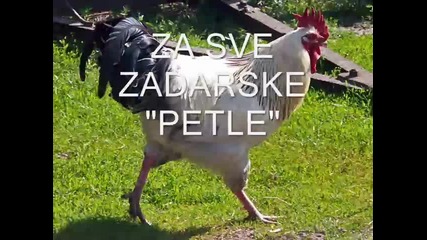 Djordje Balasevic-песен за един петел.превод