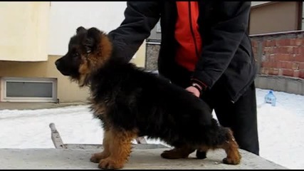 Развъдник за Немско овчарско куче продава старонемска овчарка