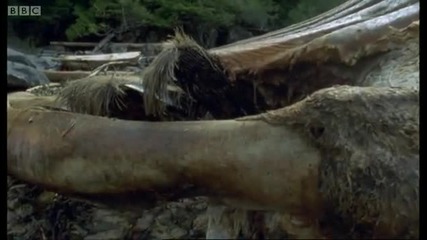 Humpback whales and black bears - Blue Planet - Bbc 