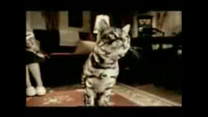 Funny Animals Clips - 02.mpeg