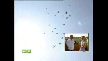 Турски Ролер - Cakal 1