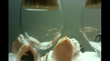 Tropheus Red Moliro Inkubator