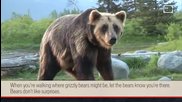 Как да оцелеем при нападение от мечка Гризли?
