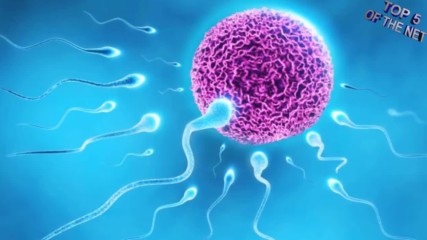 5 неща, които влияят вредно на сперматозоидите в мъжа и намаляват техния брой!