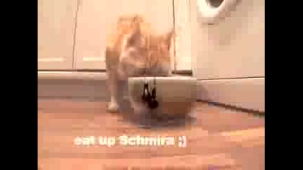 How To Untangle Headphones Using A Cat