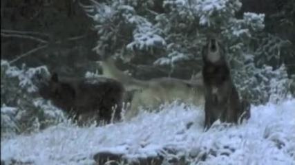 Могат ли вълците да правят музика? 