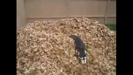 Сладко хъски обича да играе в купчина есенни листа !!!
