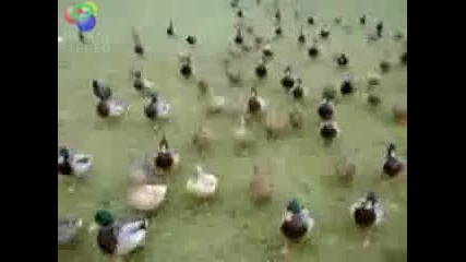 Когато патките атакуват става Лошо 