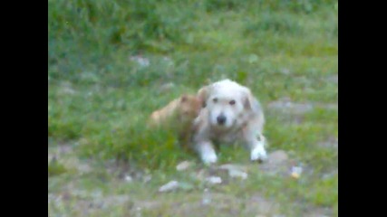 Cat & Dog funny Vt