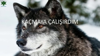 Vahsi Hayvanlar Turkce Dublaj Belgesel Film Yonetmen 2017 Hd