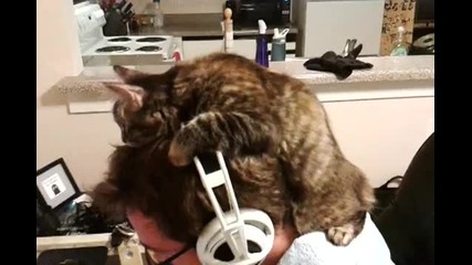 сладко коте си играе с iphone