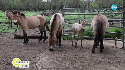 Рядък вид кон се роди в Добрич